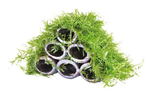 Garnalen flat met mos, Dieren en Toebehoren, Vissen | Aquaria en Toebehoren, Nieuw, Plant(en), Steen of Hout, Ophalen of Verzenden