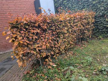 Haagbeuk lxbxh: 2,50x 0,50x 1,00 m beschikbaar voor biedingen