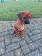 Rhodesian Ridgeback teefje - mag nest verlaten, CDV (hondenziekte), 8 tot 15 weken, Meerdere, Meerdere dieren