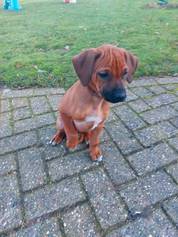 Rhodesian Ridgeback teefje - mag nest verlaten, Dieren en Toebehoren, Honden | Beagles, Bassets en Lopende honden, Meerdere dieren
