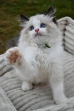 Mooie ragdoll kittens met stamboom, Dieren en Toebehoren, Kater, Gechipt, 0 tot 2 jaar