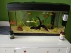 Mooi en compleet aquarium!, Ophalen, Gebruikt, Gevuld zoetwateraquarium