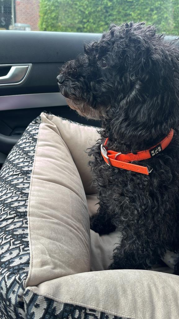 Dwerg poedel, Dieren en Toebehoren, Honden | Beagles, Bassets en Lopende honden, Teef, Overige rassen, Particulier, Eén hond, Nederland