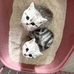 Britse Korthaar twin kittens silver tabby blotched, Poes, Met stamboom