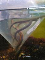 Wimpelaal 16.50 per stuk, Dieren en Toebehoren, Vis, Zoetwatervis