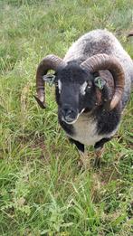 Shetlandschaap, Dieren en Toebehoren, Schapen, Geiten en Varkens, Mannelijk, Schaap, 3 tot 5 jaar