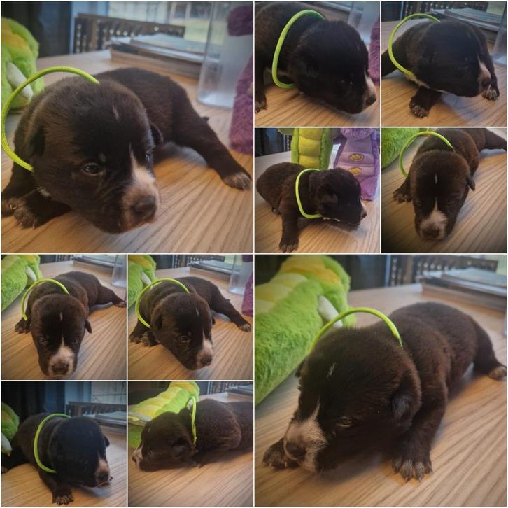 Hollandse Herder x Mechelaar - Cattle Dog Pup, Dieren en Toebehoren, Honden | Herdershonden en Veedrijvers, Meerdere dieren, Herder