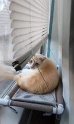 Kattenhangmat voor aan het raam / Khaki
- NIEUW, Ophalen