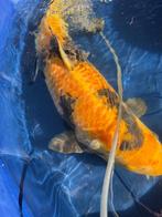 ki utsuri Japanse koi, Karper of Koi