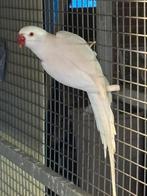 Halsband albino violet opaline bleekstaart 2017, Dieren en Toebehoren, Mannelijk, Parkiet, Geringd