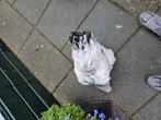 Grote brahma hennen, Vrouwelijk, Kip