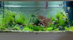 Mooi aquarium, Dieren en Toebehoren, Ophalen of Verzenden, Gebruikt, Gevuld zoetwateraquarium