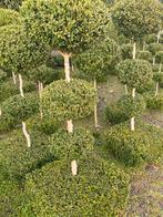 Bol Buxus met variabele hoogtes, Tuin en Terras, Buxus, Struik, Ophalen