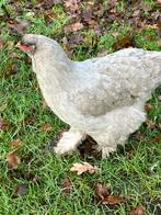 Brahma hen groot, Dieren en Toebehoren, Vrouwelijk, Kip