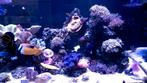 Overcomplete zeeaquarium te koop, Dieren en Toebehoren, Ophalen, Gebruikt, Gevuld zeewateraquarium