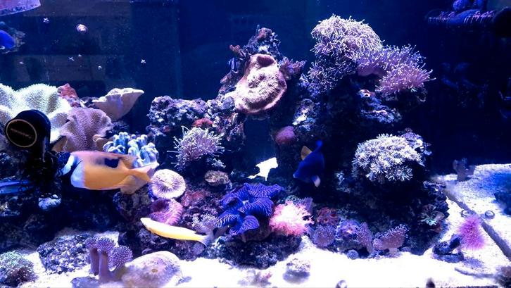 Overcomplete zeeaquarium te koop, Dieren en Toebehoren, Vissen | Aquaria en Toebehoren, Gebruikt, Gevuld zeewateraquarium, Ophalen