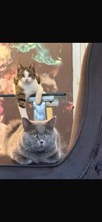 Britse korthaar poes, Dieren en Toebehoren, Katten en Kittens | Raskatten | Korthaar, Poes, Ontwormd, 3 tot 5 jaar