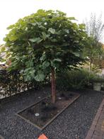 Bol catalpa, Tuin en Terras, Planten | Bomen, Lente, 100 tot 250 cm, Ophalen, Volle zon