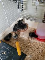 Wijandotte groot ras kuikens,7weken oud, Dieren en Toebehoren, Pluimvee, Meerdere dieren, Kip