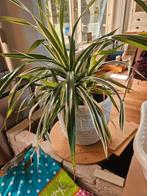 schroefpalm, Ophalen, Overige soorten, In pot, Minder dan 100 cm