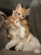 Een nestje hele mooie en gezonde boerderij kittens, Dieren en Toebehoren, Meerdere dieren