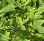 Fagus sylvatica (groene beuk) en carpinus betulus, Ophalen of Verzenden, Beukenhaag, 100 tot 250 cm