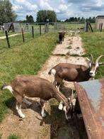 2 mooie toggenbruger geiten, Vrouwelijk, Geit