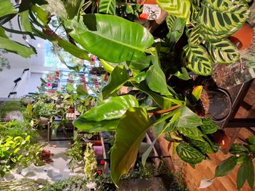 Philodendron Green Imperial beschikbaar voor biedingen