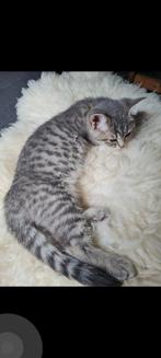 Kitten blauwe rus/ britse korthaar., Dieren en Toebehoren, Katten en Kittens | Raskatten | Korthaar, Meerdere dieren, Ontwormd