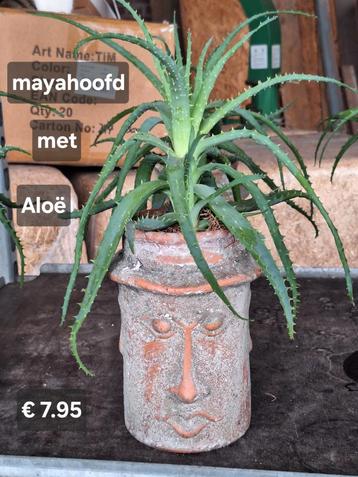 Mayahoofd terracotta met Aloë plant beschikbaar voor biedingen