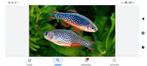 TEKOOP GEVRAAGD.  Rasbora Galaxy, Dieren en Toebehoren, Vis