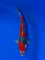 VHQ Jumbo Tosai Goshiki 35-40cm Japanse koi, Karper of Koi