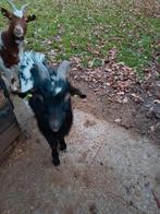 Bonte dwerggeitenbok, Dieren en Toebehoren, Schapen, Geiten en Varkens, Mannelijk, Geit