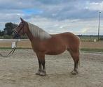 Schattige mega lieve comtoise x ardenner merrie!!, Dieren en Toebehoren, Paarden, Merrie, Minder dan 160 cm, Gechipt, 3 tot 6 jaar