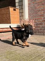 Mechelse herder puppy's, Parvo, 8 tot 15 weken, Teef, Meerdere