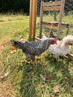2 jonge kippen., Dieren en Toebehoren, Pluimvee, Kip