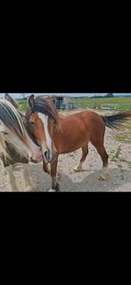 Lieve diverse paarden en veulen te koop, Dieren en Toebehoren, Paarden, Meerdere dieren, Minder dan 160 cm, 0 tot 2 jaar