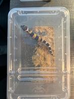 Diverse baby luipaardgekko's, Dieren en Toebehoren, Reptielen en Amfibieën, Hagedis, 0 tot 2 jaar