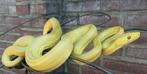 Corallus Hortulanus 1.1 incl toebehoren, Slang, Met terrarium, 3 tot 6 jaar