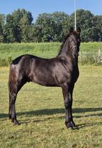 Fries hengst veulen, Dieren en Toebehoren, Paarden, Hengst, Minder dan 160 cm, 0 tot 2 jaar