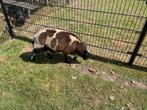 Bonte schapen ram, Dieren en Toebehoren, Schapen, Geiten en Varkens, Mannelijk, Schaap, 0 tot 2 jaar