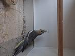 Nog 1 jonge valkparkiet TE KOOP!, Dieren en Toebehoren, Vogels | Overige Vogels, Vrouwelijk, Tropenvogel