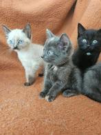 Lieve kittens, bijna 9 weekjes. V.a €150.-, Meerdere dieren, Ontwormd, 0 tot 2 jaar