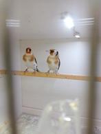 Parva Putters /mannen Split Agaat 2025, Dieren en Toebehoren, Vogels | Kanaries, Mannelijk