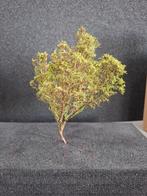 Boom bruin-groen - 14cm hoog modelbouw treinen, Overige merken, Natuur, Gelijkstroom of Wisselstroom, Nieuw