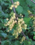 Ribes rubrum “White pearl”– Witte aalbes, Volle zon, Vaste plant, Ophalen of Verzenden, Fruitplanten