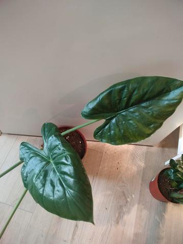 Alocasia Wentii reverted variegata beschikbaar voor biedingen