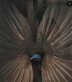 Opgezette Argus fazant/Argusfazant, Verzamelen, Dierenverzamelingen, Ophalen, Zo goed als nieuw, Vogel, Opgezet dier