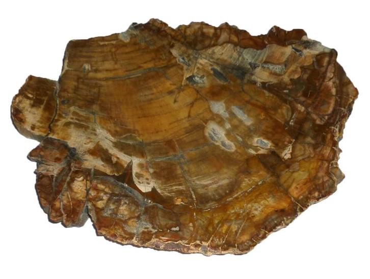 Schijf versteend hout  Circa 20 miljoen jaar oud 1,3 kilo, Verzamelen, Mineralen en Fossielen, Fossiel, Ophalen of Verzenden