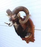 Opgezette KOP MOEFLON RAM op bewerkt houten schild (ref. C), Verzamelen, Dierenverzamelingen, Ophalen, Gebruikt, Wild dier, Opgezet dier